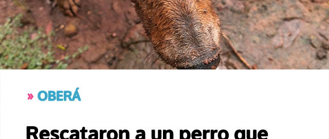 OBERÁ: Rescataron a un perro que cayó a un pozo con agua