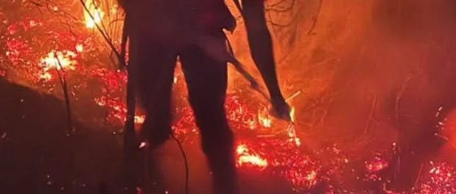 PANAMBÍ: Bomberos contuvieron un incendio en un pinar y evitaron daños mayores