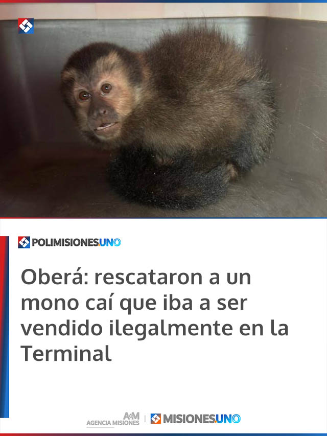 Oberá: rescataron a un mono caí que iba a ser vendido ilegalmente en la Terminal